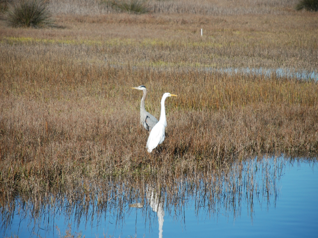 HB_Wetlands0